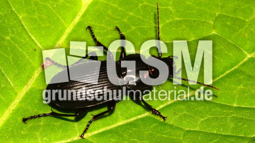 Gemeiner Grabkäfer (3).jpg